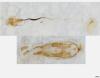 Coleophora pyrrhulipennella